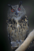 (BUBO BUBO)