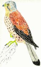 Falco tinnunculus
