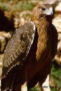 Hieraaetus fasciatus joven