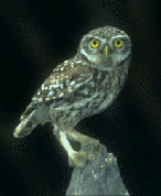 (ATHENE NOCTUA)