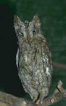 (OTUS SCOPS)