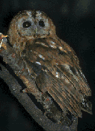 (STRIX ALUCO)
