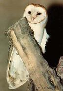 Tyto alba