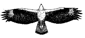 Silueta de Hieraaetus fasciatus
